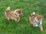 À vendre, 2 chiots mâles Shiba Inu LOF