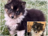À vendre, 5 chiots Berger des Shetland LOF