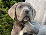 Mise en vente de 9 chiots Cane Corso LOF
