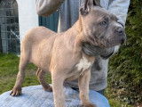 Mise en vente de 9 chiots Cane Corso LOF