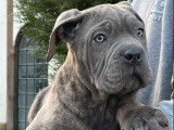Mise en vente de 9 chiots Cane Corso LOF