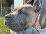 Mise en vente de 9 chiots Cane Corso LOF
