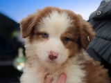 À réserver, 1 chiot femelle Berger Australien LOF