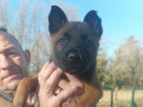 3 chiots mâles Malinois LOF à vendre