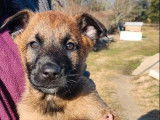 3 chiots mâles Malinois LOF à vendre