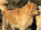 Saillie disponible avec un chien mâle Golden Retriever LOF