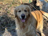 Saillie disponible avec un chien mâle Golden Retriever LOF