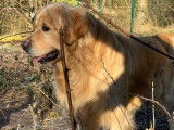 Saillie disponible avec un chien mâle Golden Retriever LOF