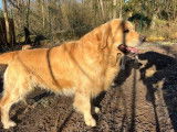 Saillie disponible avec un chien mâle Golden Retriever LOF