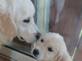2 chiots femelles Golden Retriever LOF à vendre