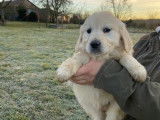 2 chiots femelles Golden Retriever LOF à vendre