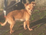 Femelle Chihuahua disponible pour saillie