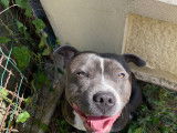 Chien adulte de race Staffordshire Bull Terrier Mâle à vendre