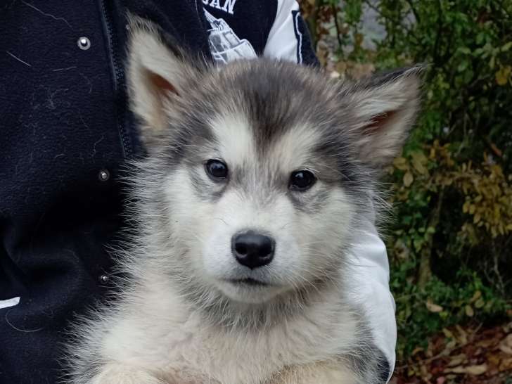Chiots Malamute d'Alaska à vendre