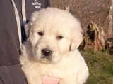 1 chiot femelle Golden Retriever à vendre