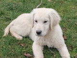 Chiots Golden Retriever à vendre