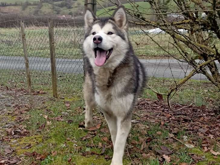 Chienne Malamute d'Alaska à vendre