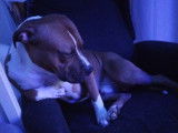 Mâle croisé American Staff Terrier de 2 ans disponible pour saillie