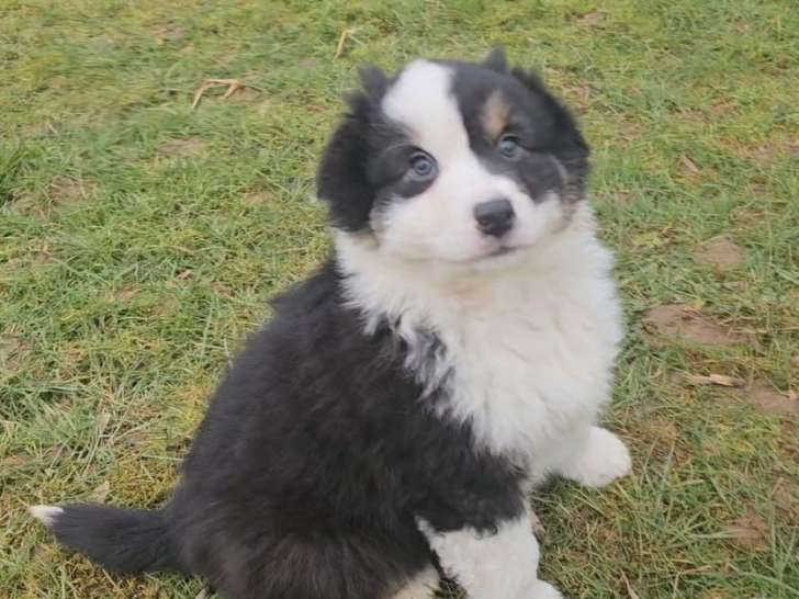 1 chiot mâle Berger Australien LOF à vendre