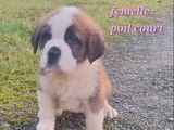 À vendre, 2 chiots Saint-Bernard LOF