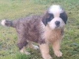 À vendre, 2 chiots Saint-Bernard LOF