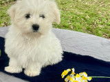 1 chiot mâle Bichon Maltais en vente (LOF)