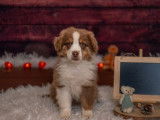5 chiots mâles Berger Américain Miniature à vendre