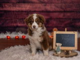 5 chiots mâles Berger Américain Miniature à vendre