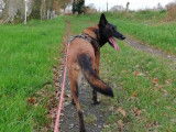 Chien Berger Belge Malinois femelle fauve charbonné de 7 ans à recueillir