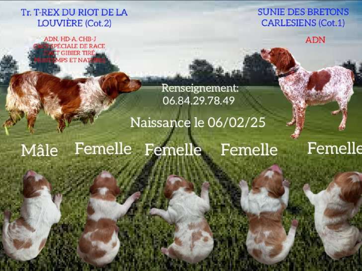 Chiots de race Épagneul Breton à vendre (4 femelles & 1 mâle)