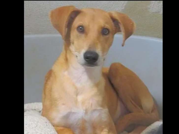 Chiot mâle de 10 mois à recueillir