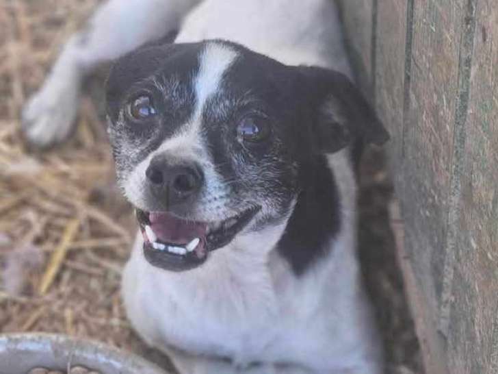 À adopter, chienne de 7 ans