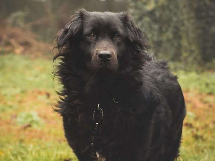 Chienne à adopter