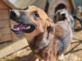 Chiot mâle fauve charbonné en attente d’adoption