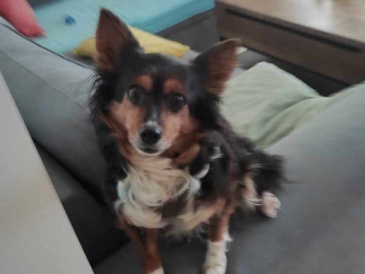 Chienne tricolore de 7 ans à la recherche d’une famille