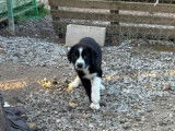 Bear, chiot à adopter
