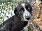 Bear, chiot à adopter