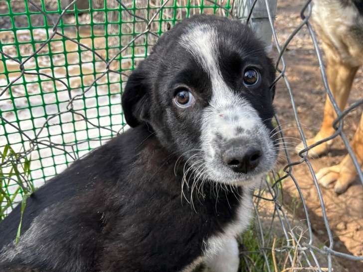 Bear, chiot à adopter