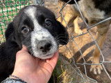 Bear, chiot à adopter