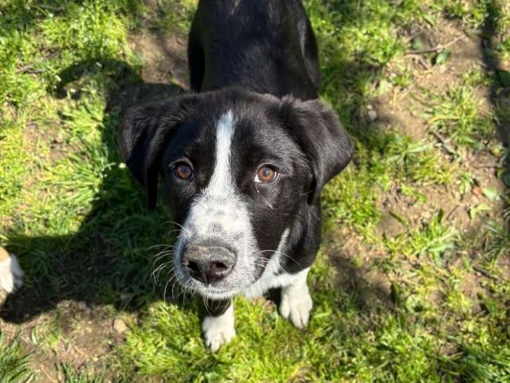 Bear, chiot à adopter