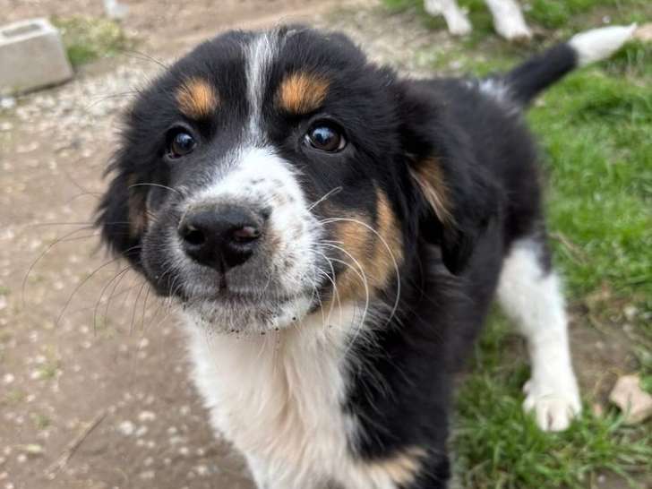 Dell, chiot femelle à adopter