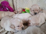 À réserver, 6 chiots Golden Retriever LOF