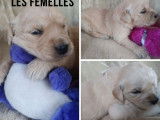 À réserver, 6 chiots Golden Retriever LOF