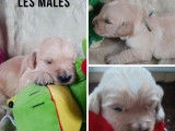 À réserver, 6 chiots Golden Retriever LOF