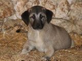 Chiots Kangal LOF à vendre