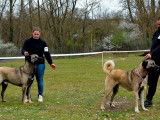 Chiots Kangal LOF à vendre