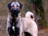 Chiots Kangal LOF à vendre
