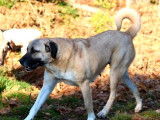 Chiots Kangal LOF à vendre