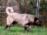 Chiots Kangal LOF à vendre
