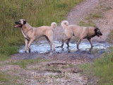 Chiots Kangal LOF à vendre
